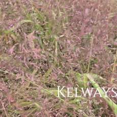Eragrostis spectabilis