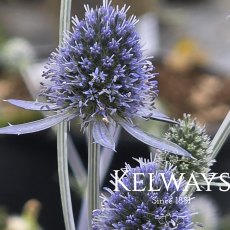Eryngium planum
