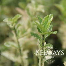 Euonymus fortunei 'Harlequin' (v)