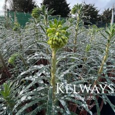 Euphorbia characias subsp. wulfenii