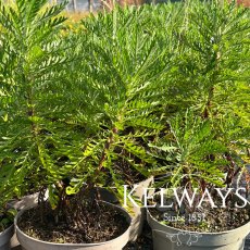 Euryops pectinatus Euryops pectinatus