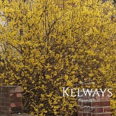 Forsythia x intermedia 'Lynwood Variety'