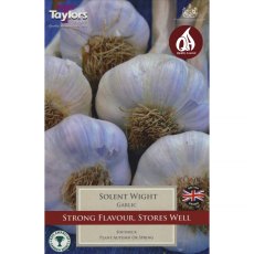 Garlic Solent Wight (1 bulb)