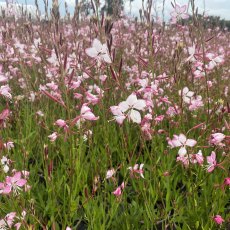 Gaura lindheimeri 'Rosyjane'