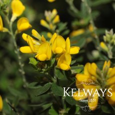 Genista 'Porlock'