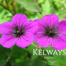 Geranium 'Ann Folkard'