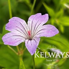 Geranium nodosum