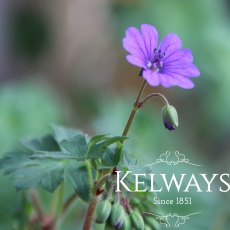 Geranium pyrenaicum 'Bill Wallis'