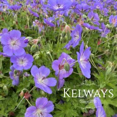 Geranium 'Rozanne'