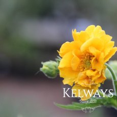 Geum 'Lady Stratheden'