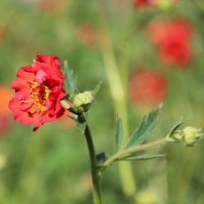 Geum 'Mrs J. Bradshaw'