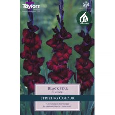 Gladiolus Black Star (10 corms)