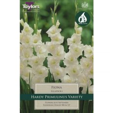 Gladiolus Fiona (10 corms)