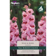 Gladiolus Wine and Roses (10 corms)
