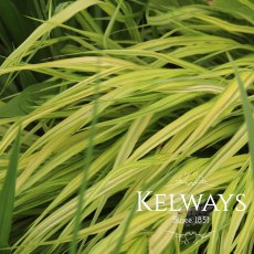 Hakonechloa macra 'Aureola'