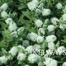 Hebe albicans (2 litre pot) Hebe albicans (2 litre pot)