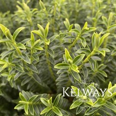 Hebe 'New Zealand' (2 litre pot) Hebe 'New Zealand' (2 litre pot)