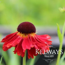 Helenium 'Moerheim Beauty'