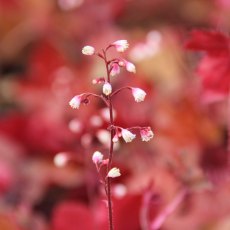 Heuchera 'Fire Chief'