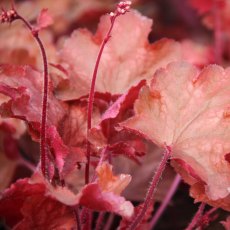 Heuchera 'Fire Chief'