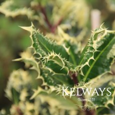 Ilex aquifolium 'Ferox Argentea' (m/v)