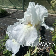 Iris 'Immortality' (TB)