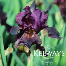 Iris 'Langport Wren'