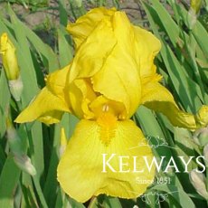 Iris 'Ola Kala' (TB)