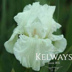 Iris 'Winter Olympics' (TB)