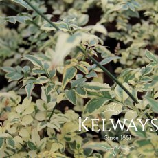 Jasminum officinale 'Argenteovariegatum' (v) (3 litre pot)