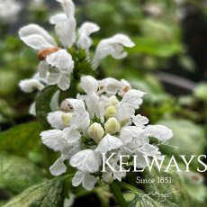 Lamium maculatum 'White Nancy'