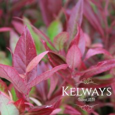 Leucothoe SCARLETTA ('Zeblid')