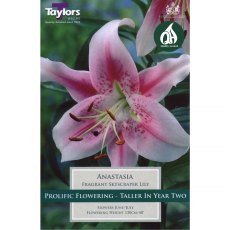 Lilium Anastasia (2 bulbs)