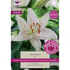 Lilium Muscadet (3 bulbs)