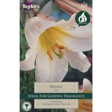 Lilium regale (2 bulbs)