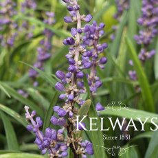 Liriope muscari 'Big Blue'
