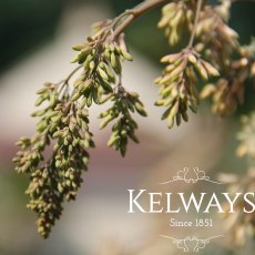 Macleaya microcarpa 'Kelways Coral Plume'