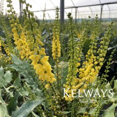 Mahonia x media 'Winter Sun'
