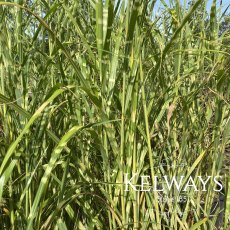 Miscanthus sinensis 'Zebrinus' (v)