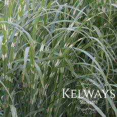 Miscanthus sinensis 'Zebrinus' (v)