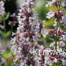 Nepeta grandiflora 'Dawn to Dusk'