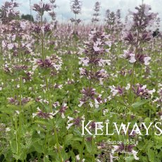 Nepeta grandiflora 'Dawn to Dusk'