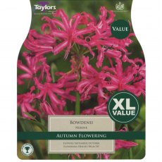 Nerine bowdenii (6 bulbs)