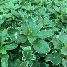 Pachysandra terminalis 'Variegata' (v)