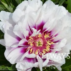 Paeonia 'Cora Louise'