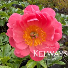 Paeonia 'Coral Sunset' Paeonia 'Coral Sunset'