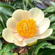 Paeonia 'mlokosewitschii'