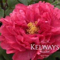 Paeonia 'Duchess of Kent'