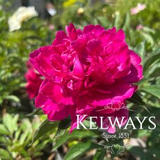 Paeonia 'General MacMahon'