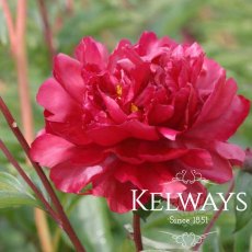 Paeonia 'Adolphe Rousseau'